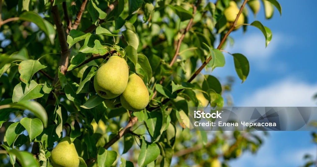 Что буду сажать в этом году