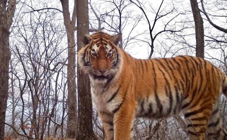    Источник фото: нацпарк «Земля леопарда»