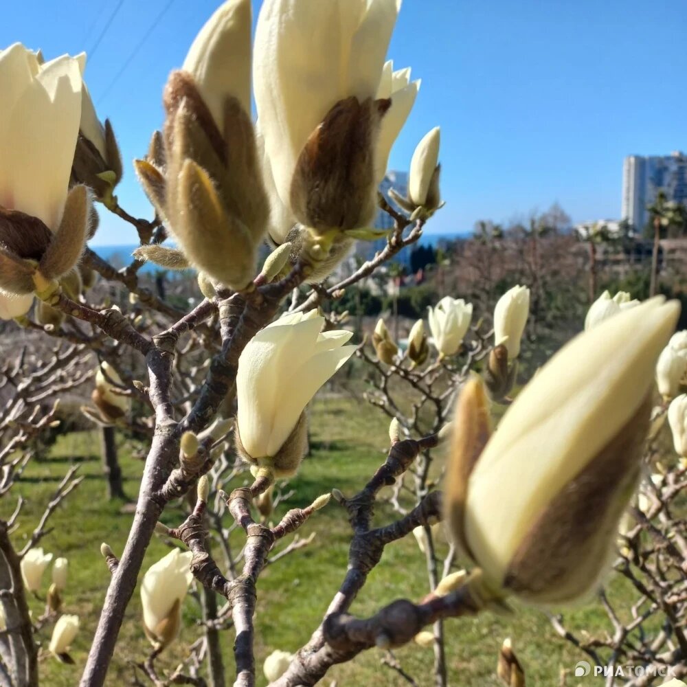    Цветущая Магнолия в Сочинском дендрарии, © РИА Томск. Наталия Брусницына