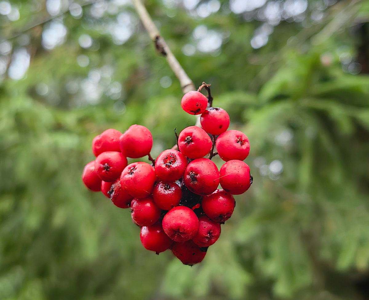 Сердечко из ягод рябины