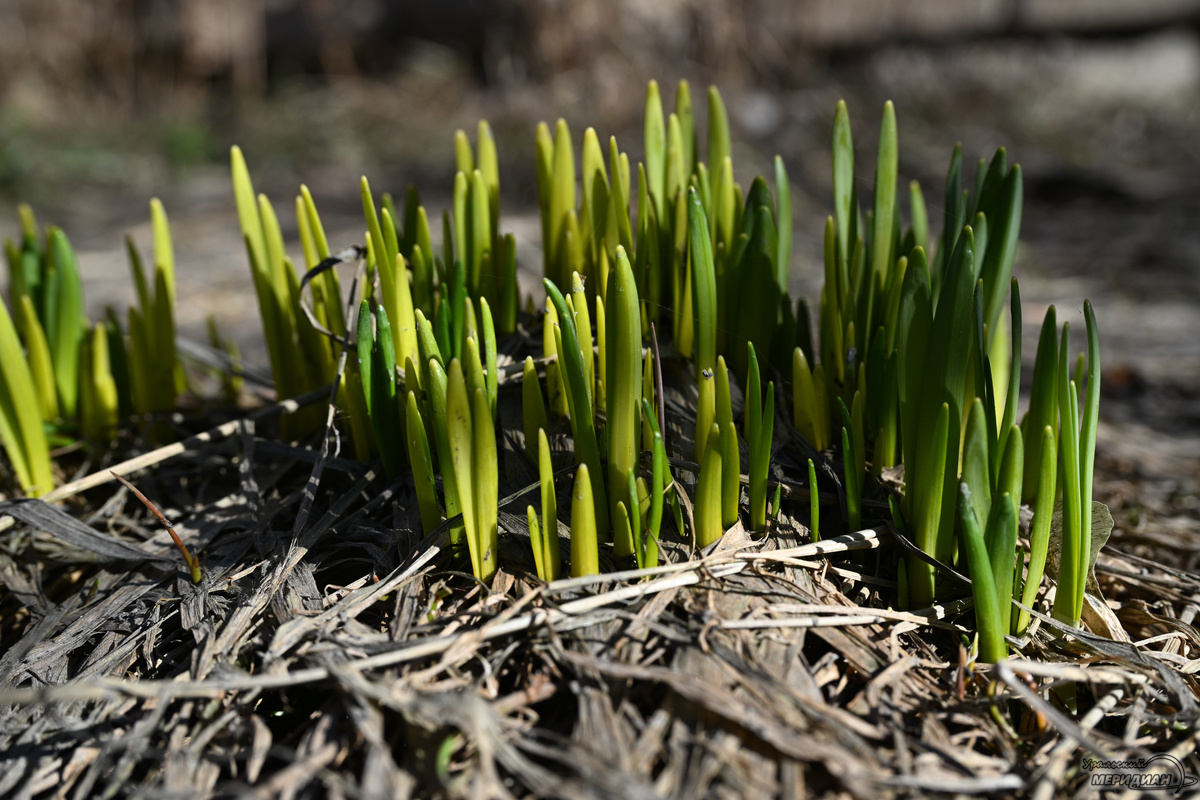    Фото: Анастасия Сибирякова © ИА «Уральский меридиан»