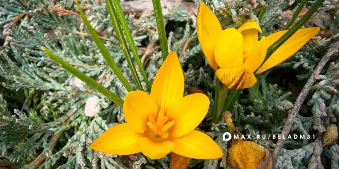 ☀️Доброе утро, Белгород