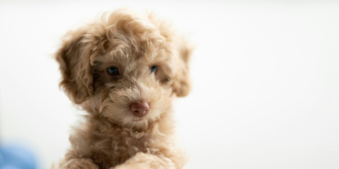 Испытание доверием: в Екатеринбурге щенка дважды вернули в приют