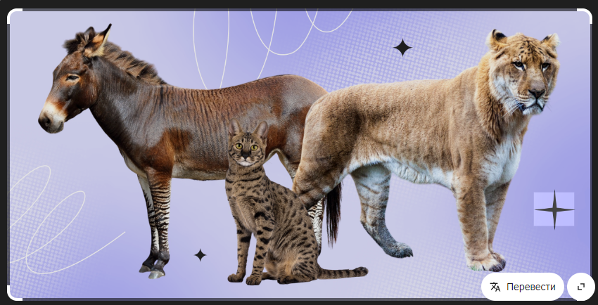 Энергия, сила или нежность