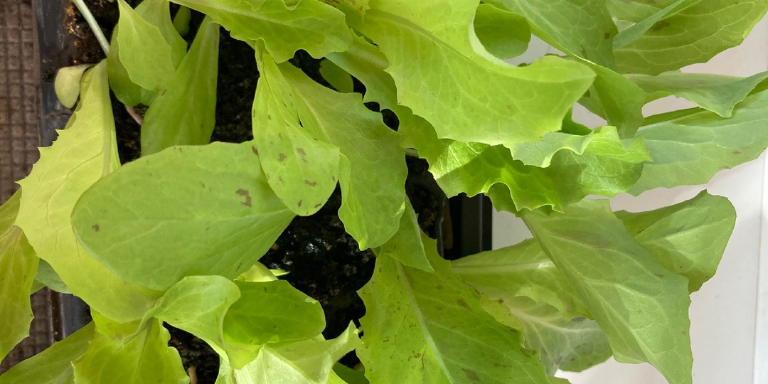 Комарики полетели или дела тепличные 2-26