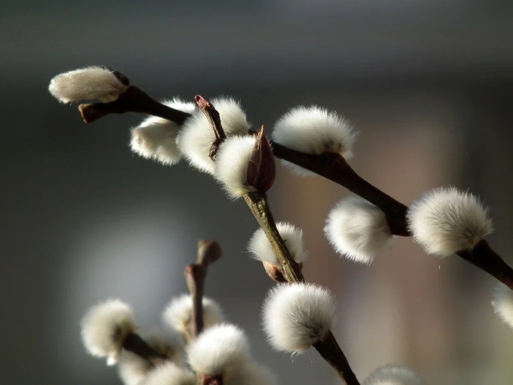 С 30 марта по 5 апреля 2026 года в православном календаре — Вербная неделя