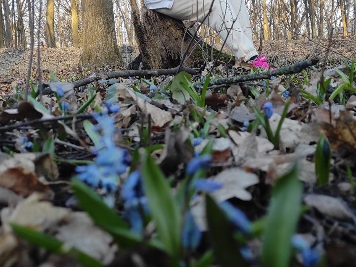 В Воронежских дубравах открыт сезон первоцветов