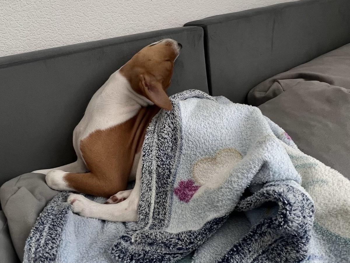 И это такой кайф 😴!..