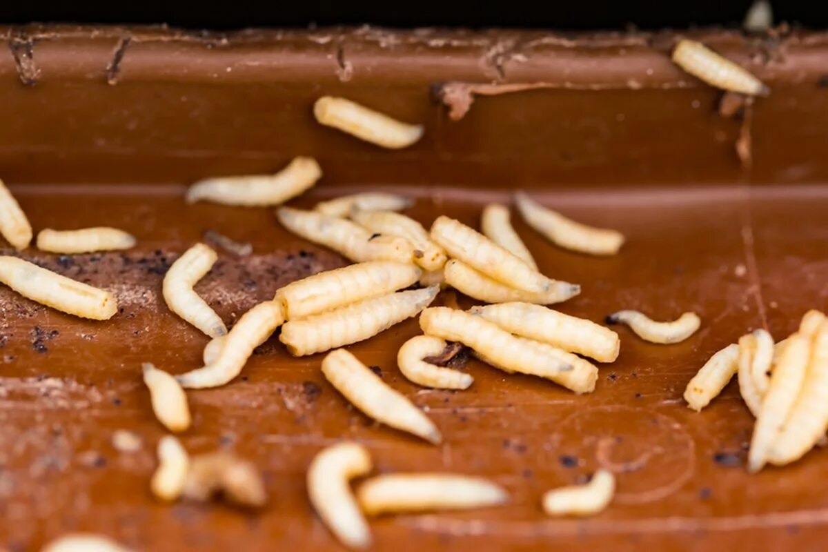 Фото с сайта: https://www.kompas.com/tren/read/2025/04/20/183000265/meksiko-temukan-kasus-infeksi-belatung-pertama-pada-manusia-apa-itu-?page=all