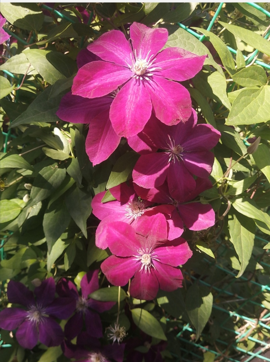 Клематис Руж Кардинал. 07.08.2025г. Фото автора. 