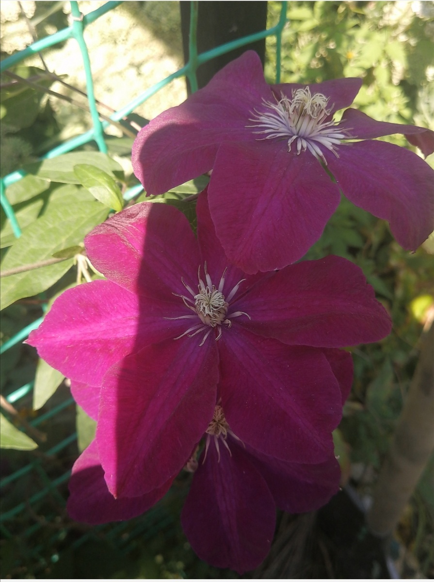 Руж Кардинал. 25.07.25г. Фото автора. 