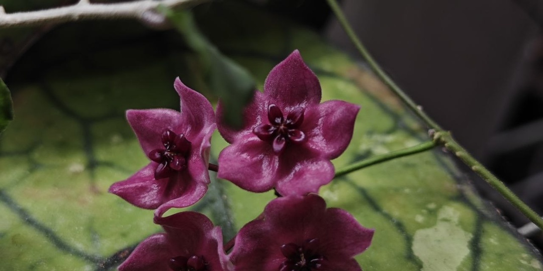 Доброе воскресное утро