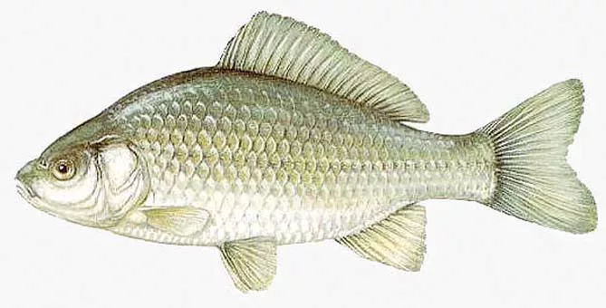Серебряный карась.