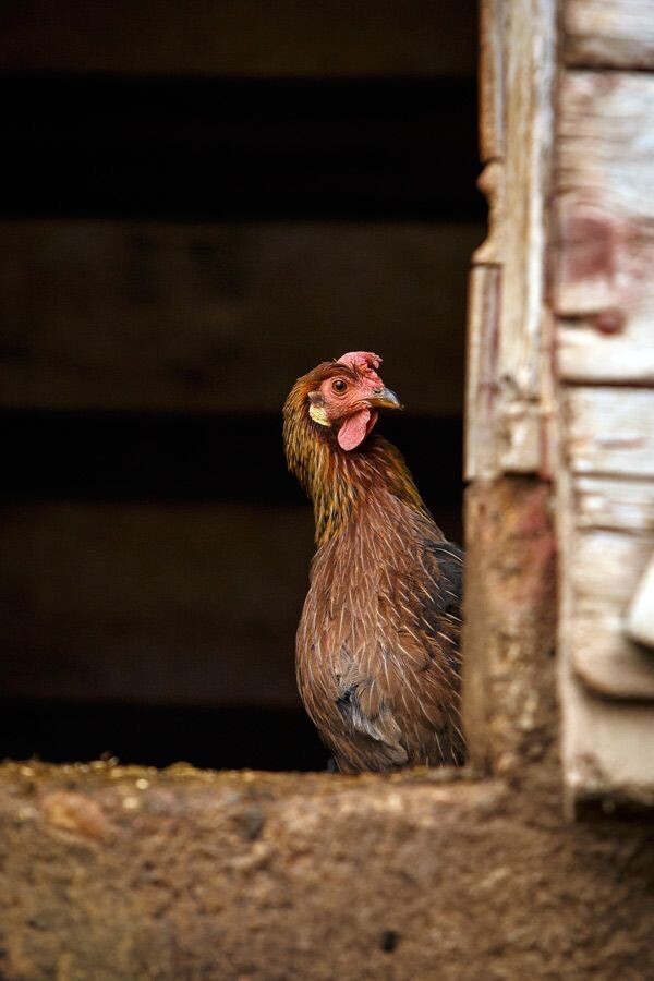 фото с сайта: https://ru.pinterest.com/