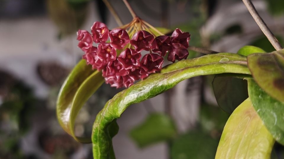 А вот очередная первоцветка 🤩этого года красотка сиарай Ред 🌹 так и не раскрыла свои цветочки полностью и продержала их только ❤️сутки! Ну