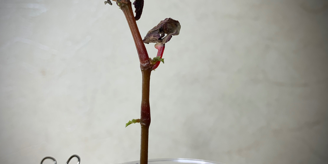 У меня тоже погибают растения. Давайте честно про вину