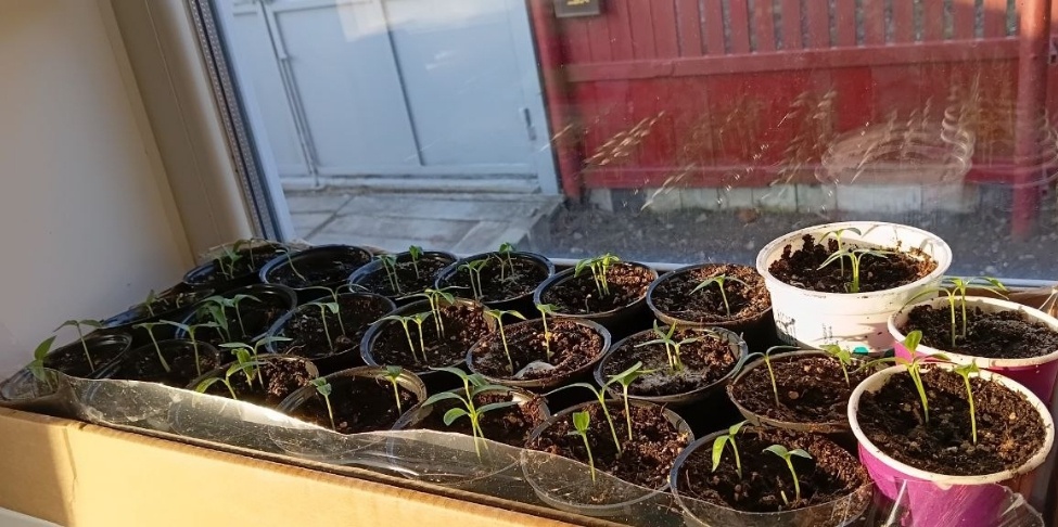 Чтобы часто не поливать рассаду и если сухой воздух - мои 2 метода: хранители влаги. И на южных окнах выручает