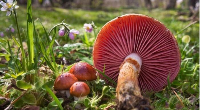 Обложка © GigaChat