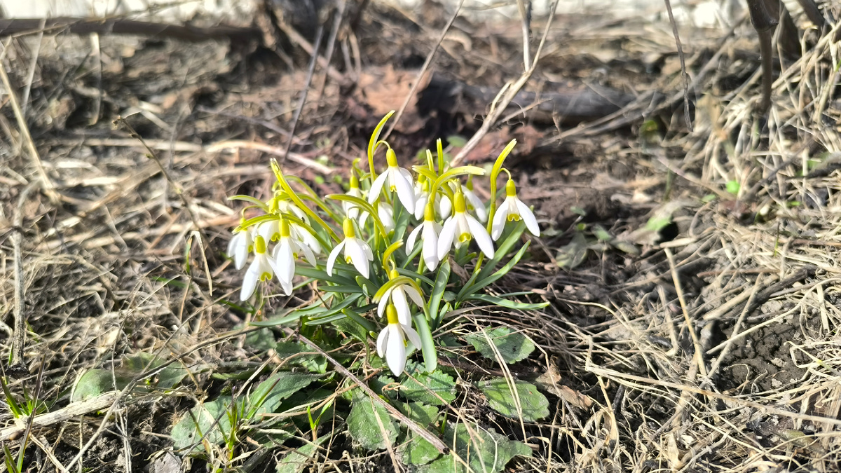 Подснежники под старым виноградом у галереи.