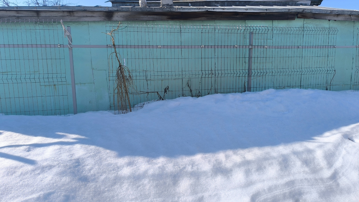 Забор вдоль которого рассажено много подснежников.