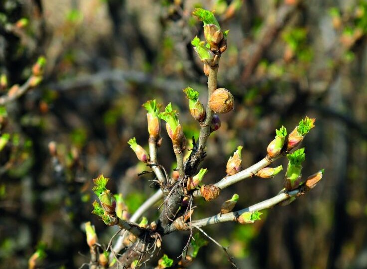 Как победить клеща на почках смородины весной