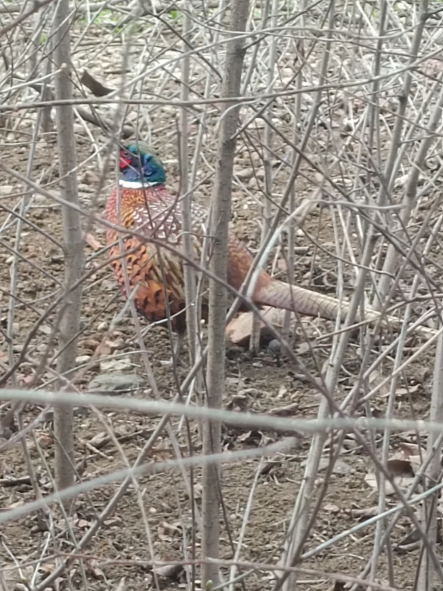 Фазан! Живой и настоящий! 😍