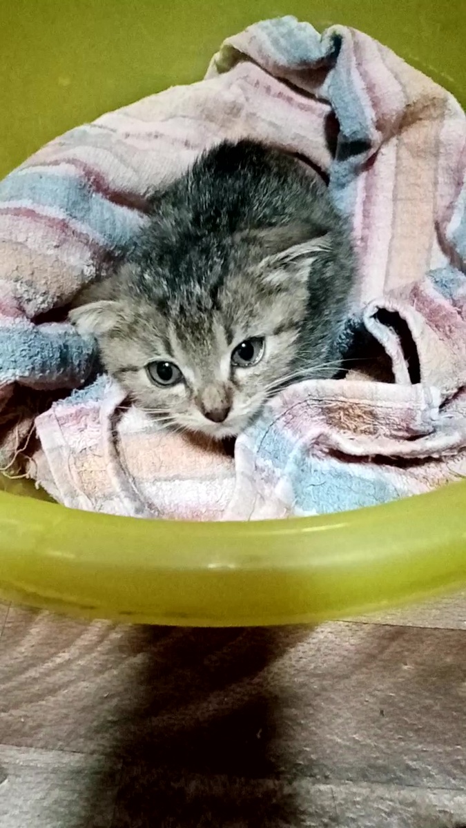 первые дни,наше убежище)