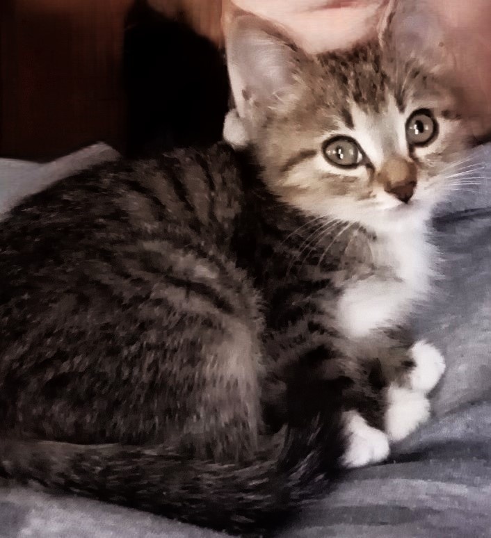 такими он был когда начал привыкать)