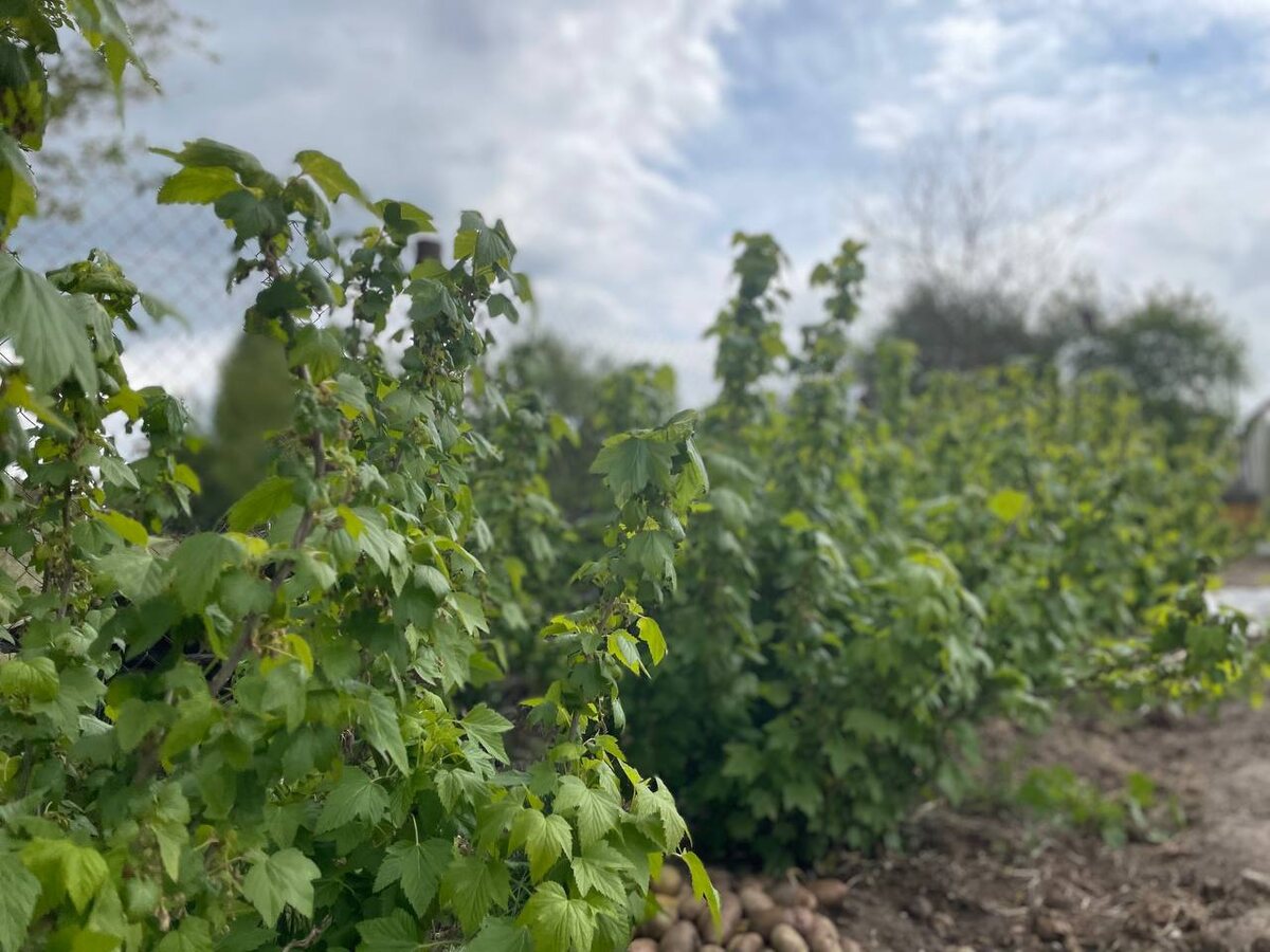 Смородина Фото автора 