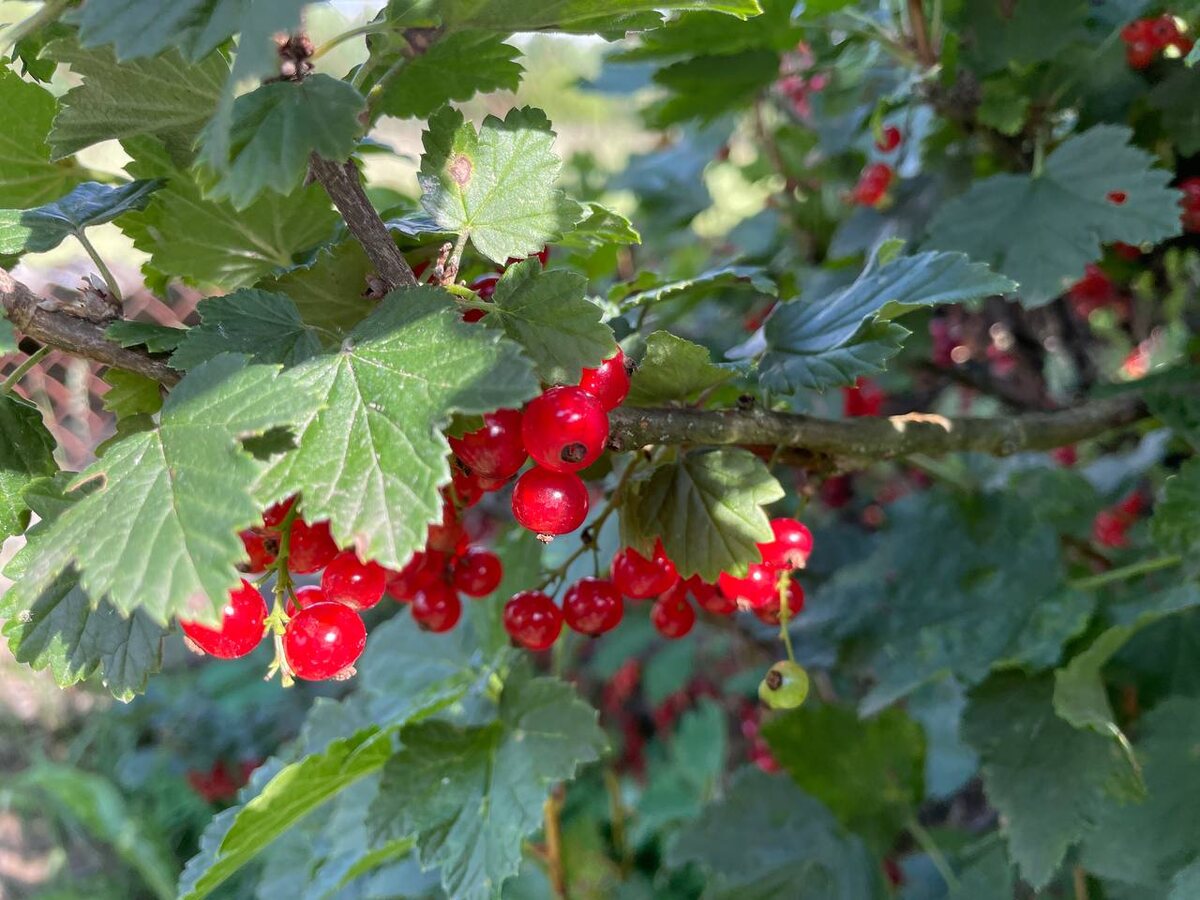 Красная смородина. Фото автора 