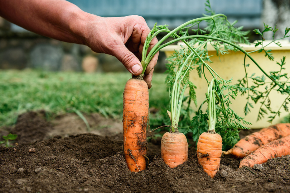    Shutterstock/FOTODOM