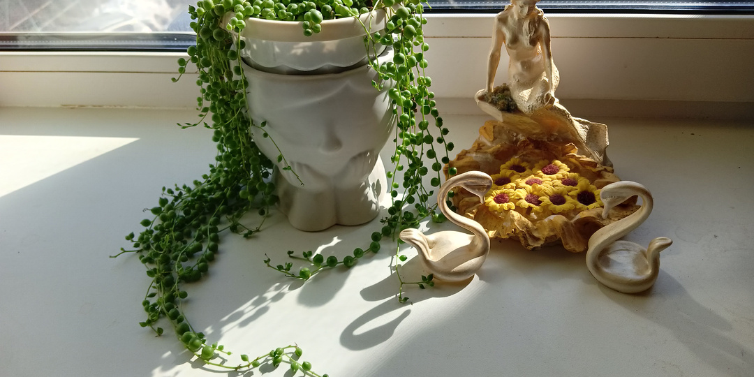 Крестовник Роули уход размножение нитки жемчуга