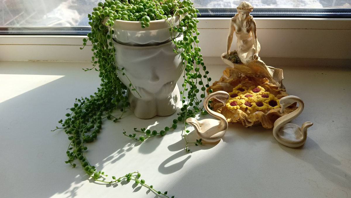 Крестовник Роули 