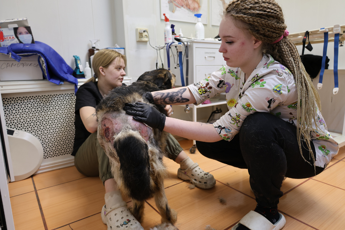 Приют "Омские хвостики" нуждается в помощи! В приюте нет корма!