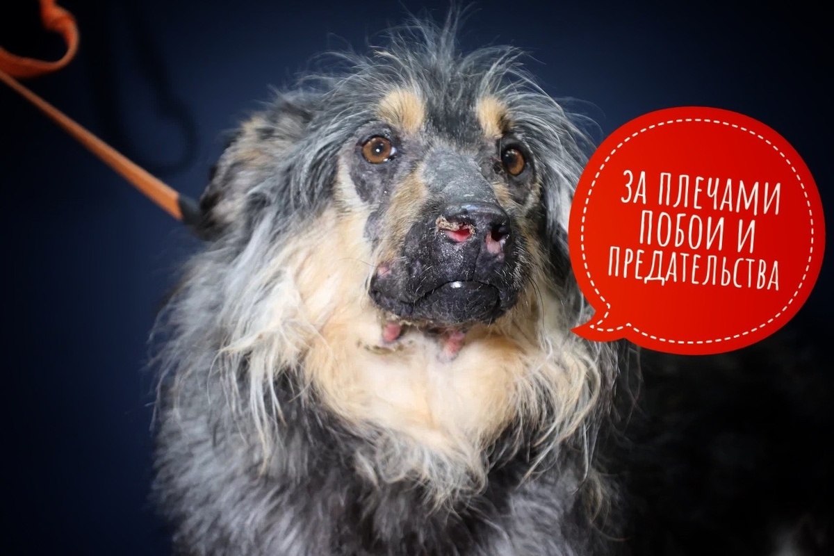 Мы — частный приют, на 500 животных, большинство из которых ИНВАЛИДЫ И СТАРИЧКИ! 