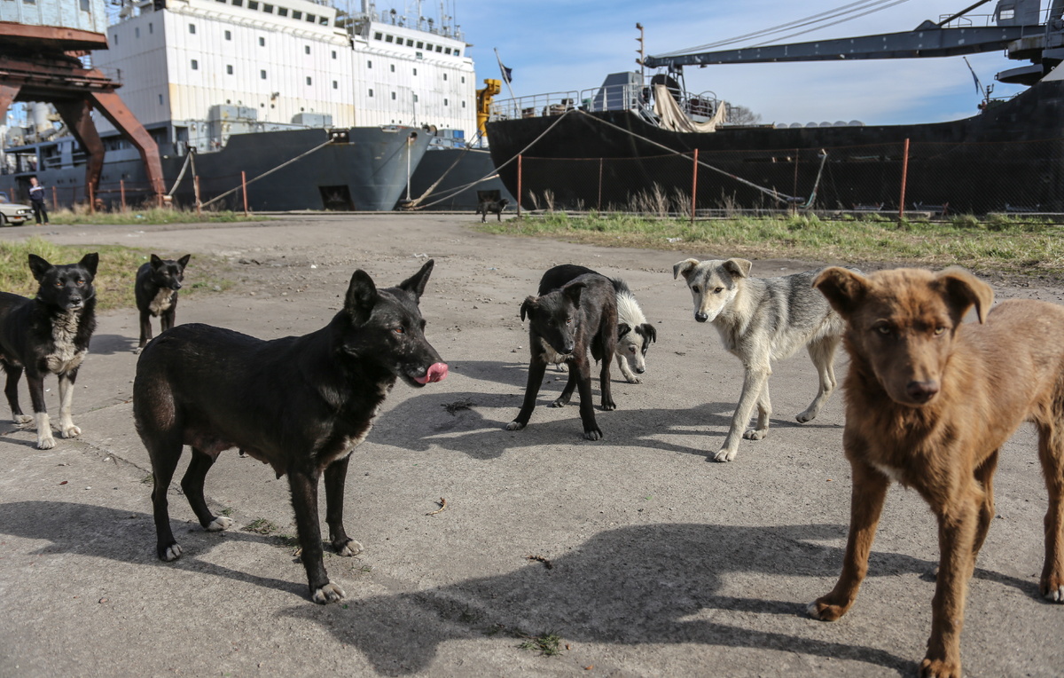 Сергей Коньков/ТАСС