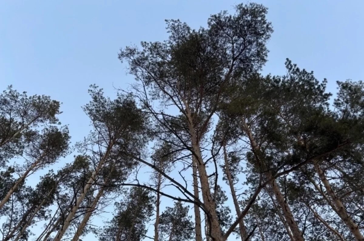    В Хабаровском крае направят 660 млн рублей на охрану и восстановление лесов