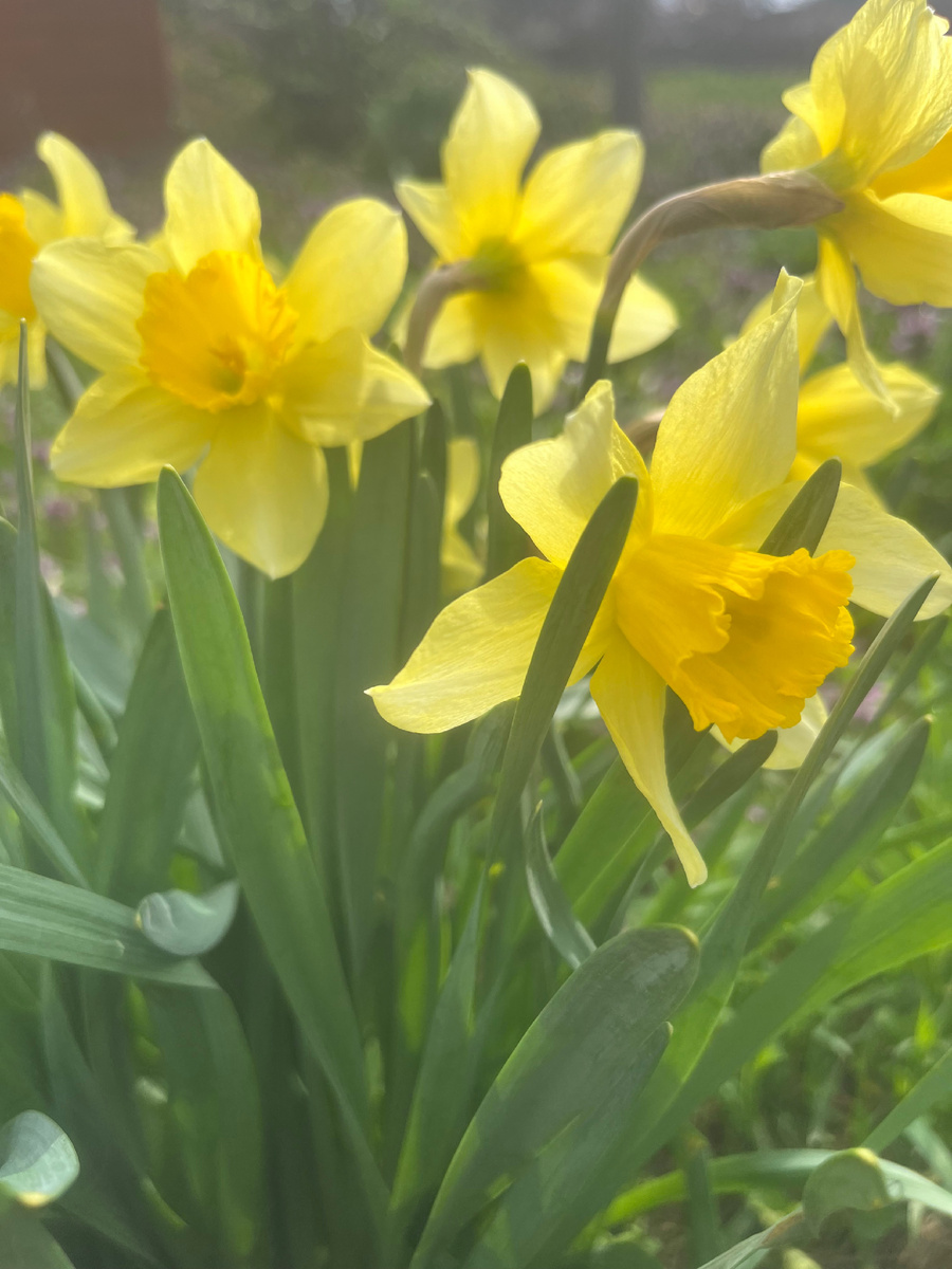 Весна пришла 