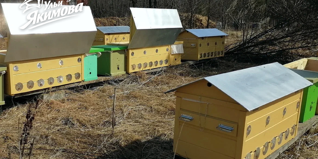 Пчеловод и пчёлы-партнёры — как я ищу подход, при котором хорошо и пчёлам, и мне