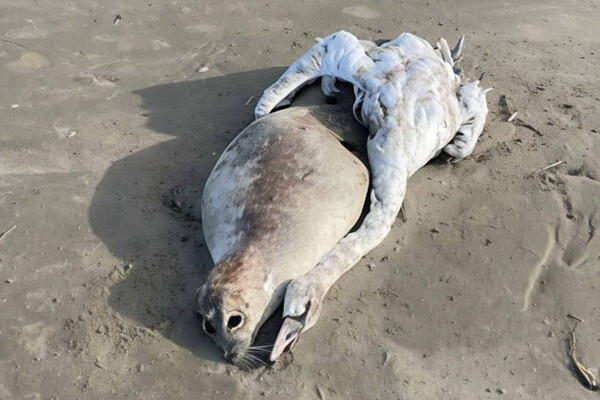 Telegram-канал «Mash»  📷