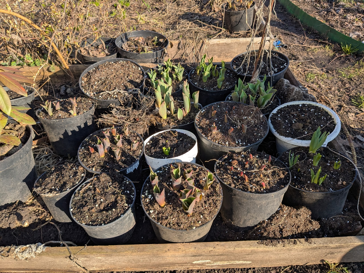 Вот так зимовали технические горшки с луковичными растениями осенней посадки