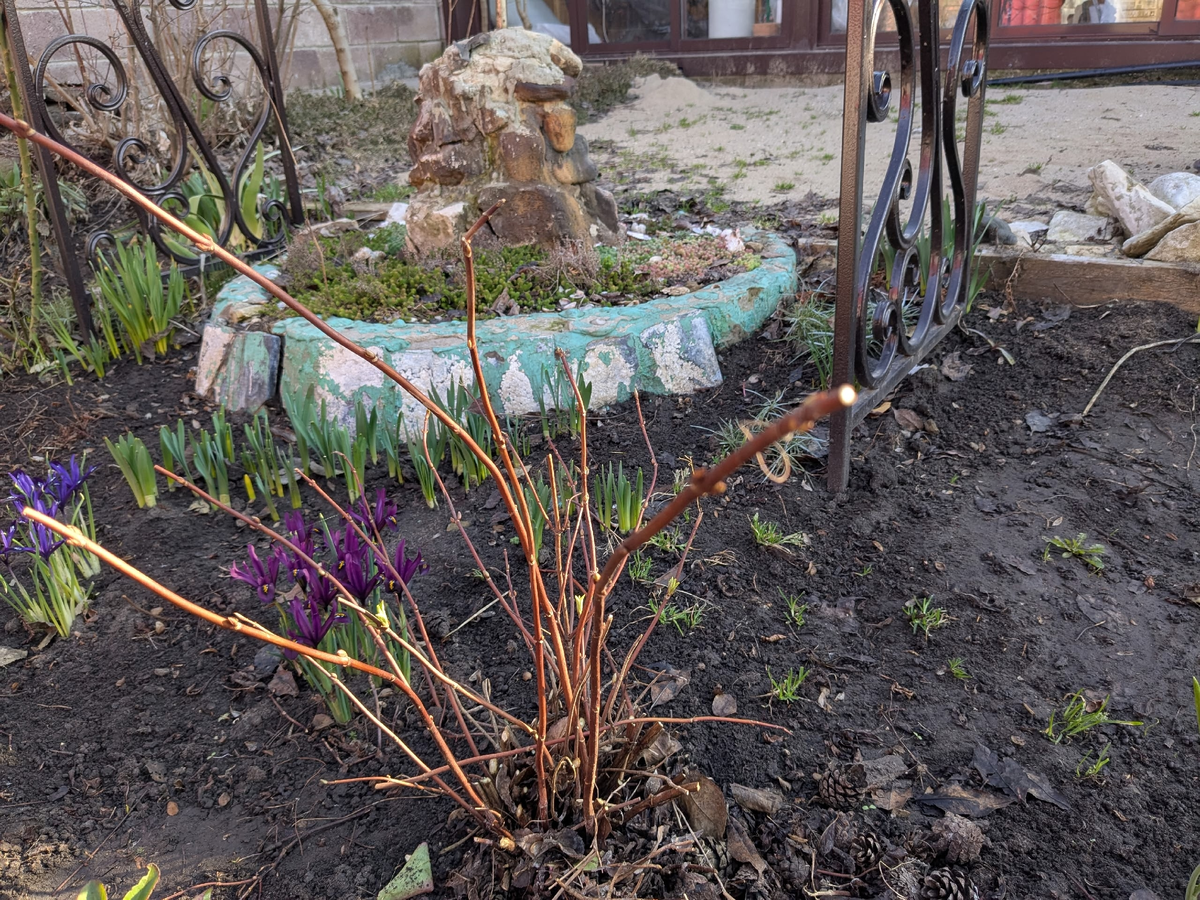 Гибридная гортензия Runaway Bride растёт в открытом грунте седьмой год, а выросла всего лишь по колено