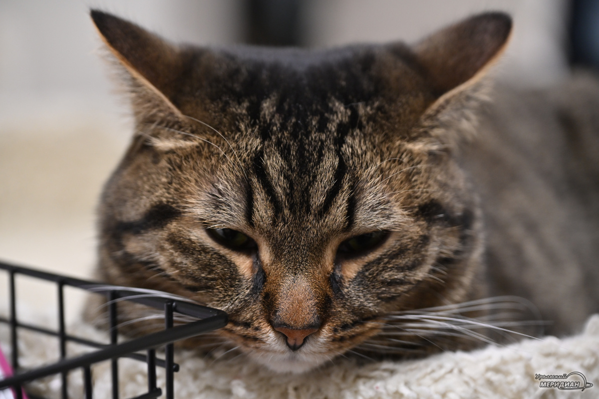    Фото: Анастасия Сибирякова © ИА «Уральский меридиан»