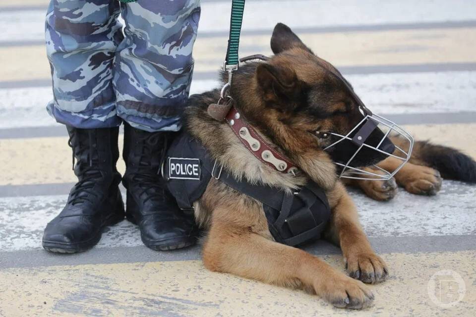    Фото: Дмитрий Рогулин / "Городские вести"