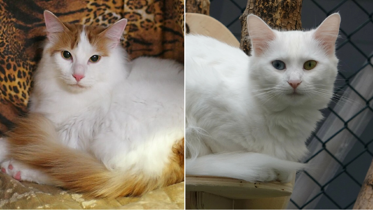 Турецкий ван