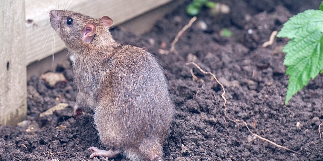 Врачи рассказали, чем опасны мыши для человека