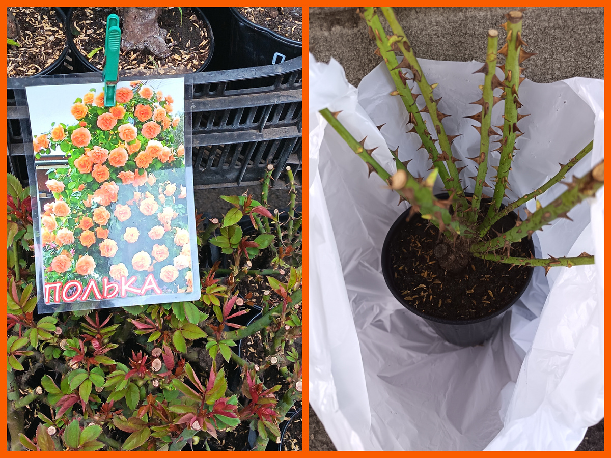 Роза Полька