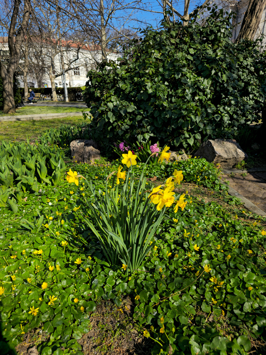Кругом- нарциссы! Я их обожаю и бессовестно тырю, где только, могу🤣
