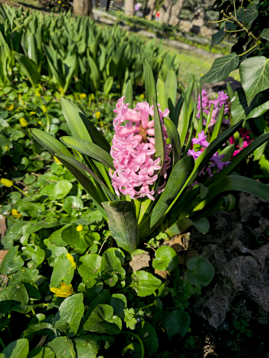 Гиацианты пахнут одуряюще!