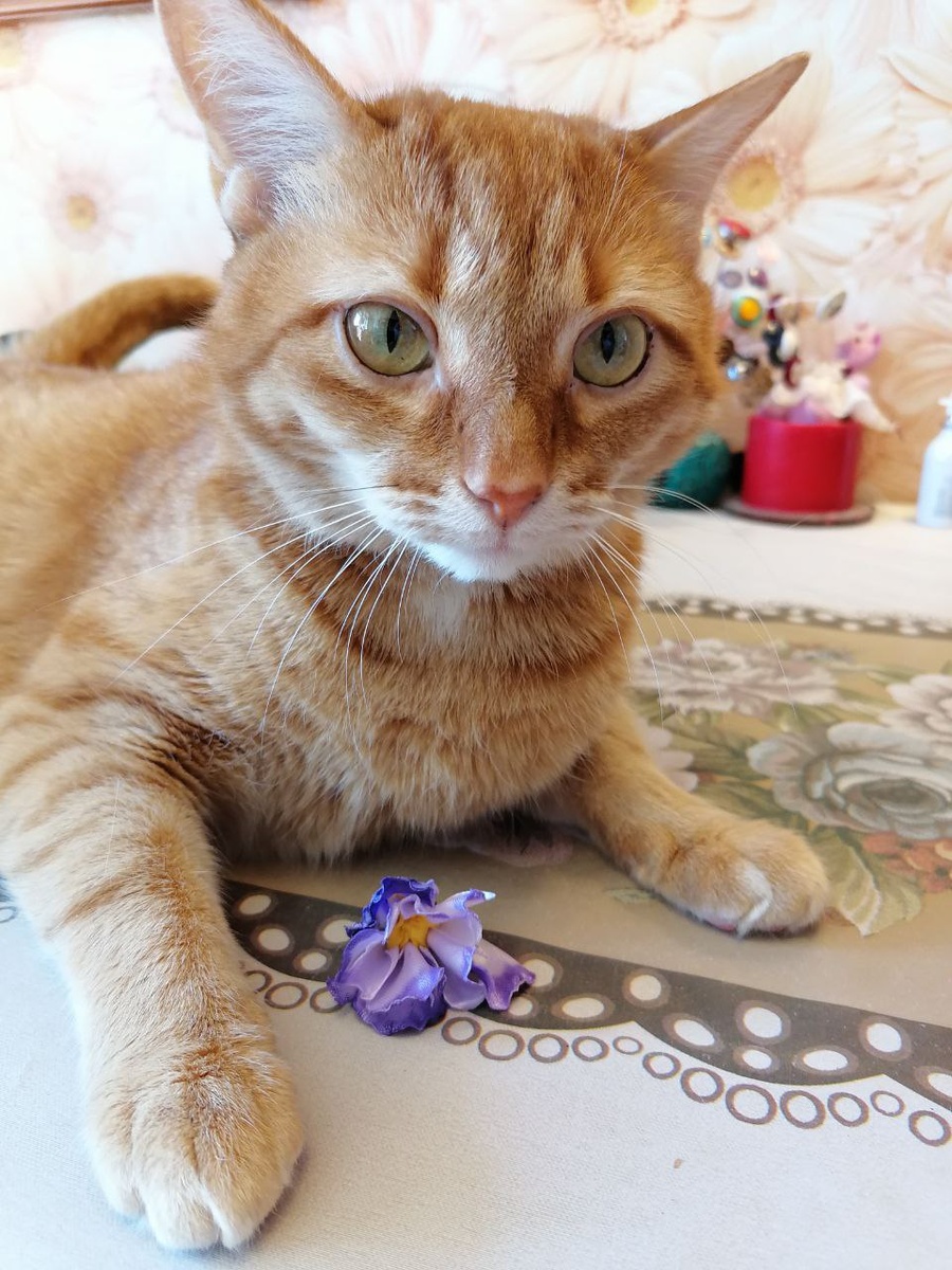 Да, бесит. Даже бездонные глаза и цветочек не помогают! 🍾✂🐾